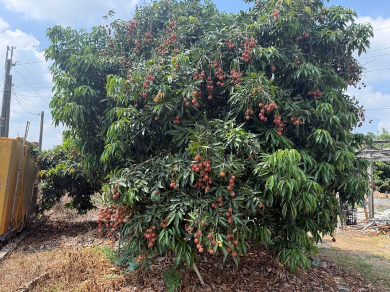 荔枝果王「玉荷包」產季正式引爆