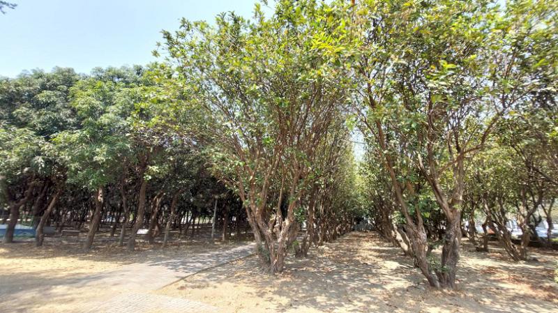 名不符實的「水果公園」 所生的水果只能看不能吃