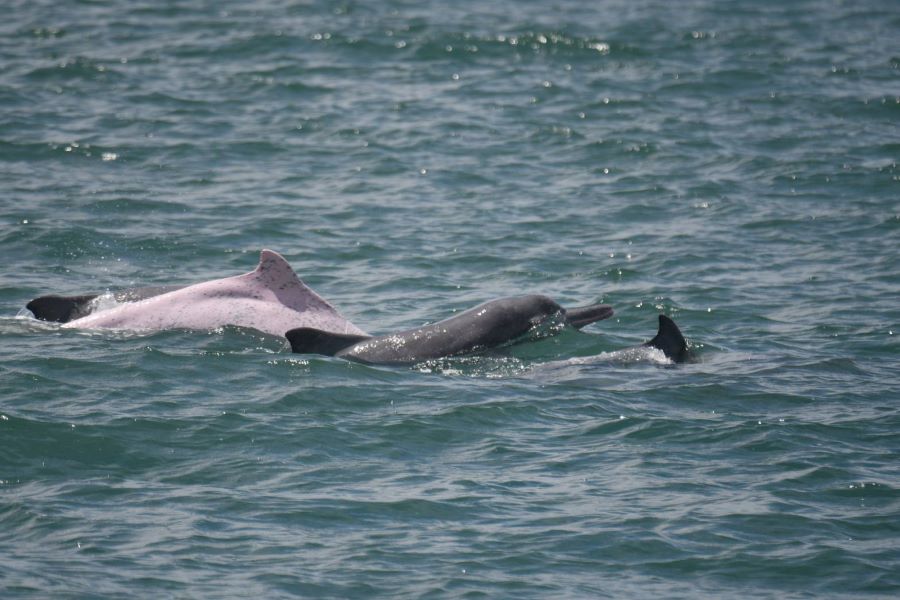 白海豚114年度監測成果　新增4隻幼豚納入個體名錄