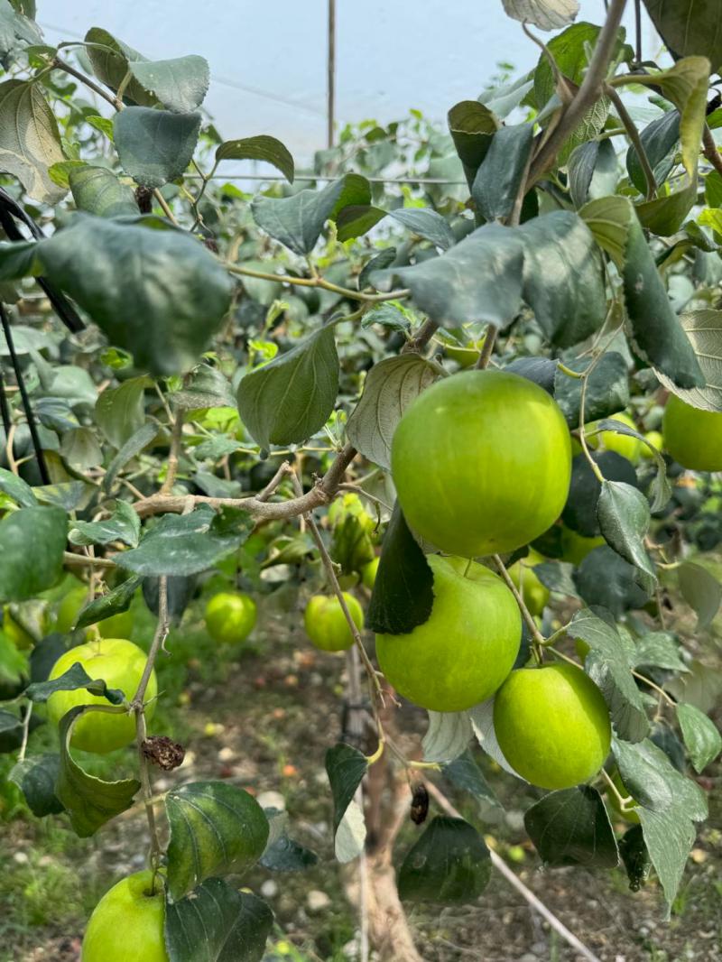 「心連心手牽手採棗趣」 讓愛走動