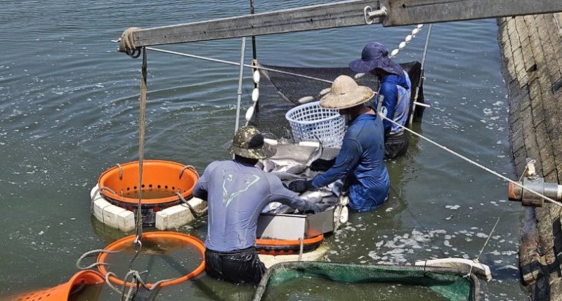 養殖放養申報到5月底 海洋局提醒漁民把握期限
