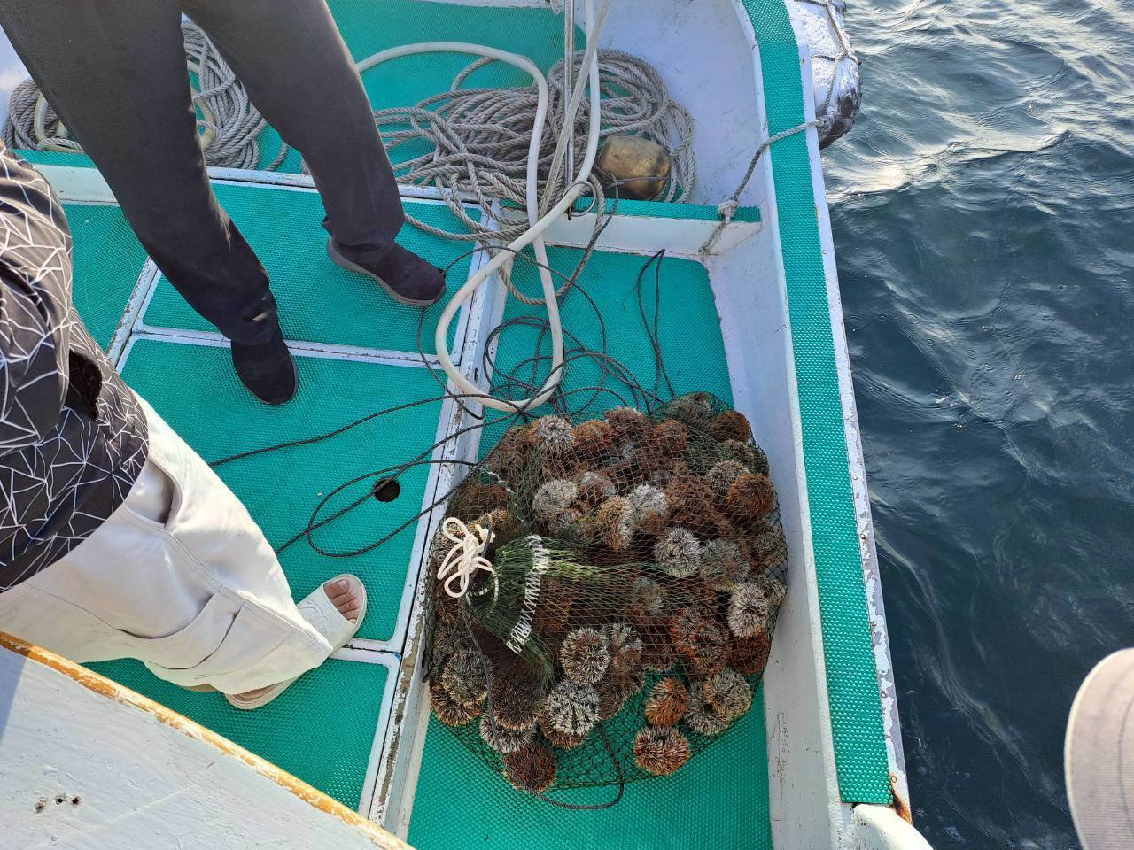 海保署攜手澎湖區漁會　成功查獲違法採捕馬糞海膽