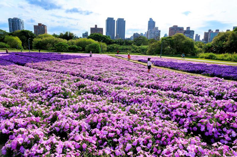 美麗爆棚拍不停 古亭河濱花海浪漫滿開