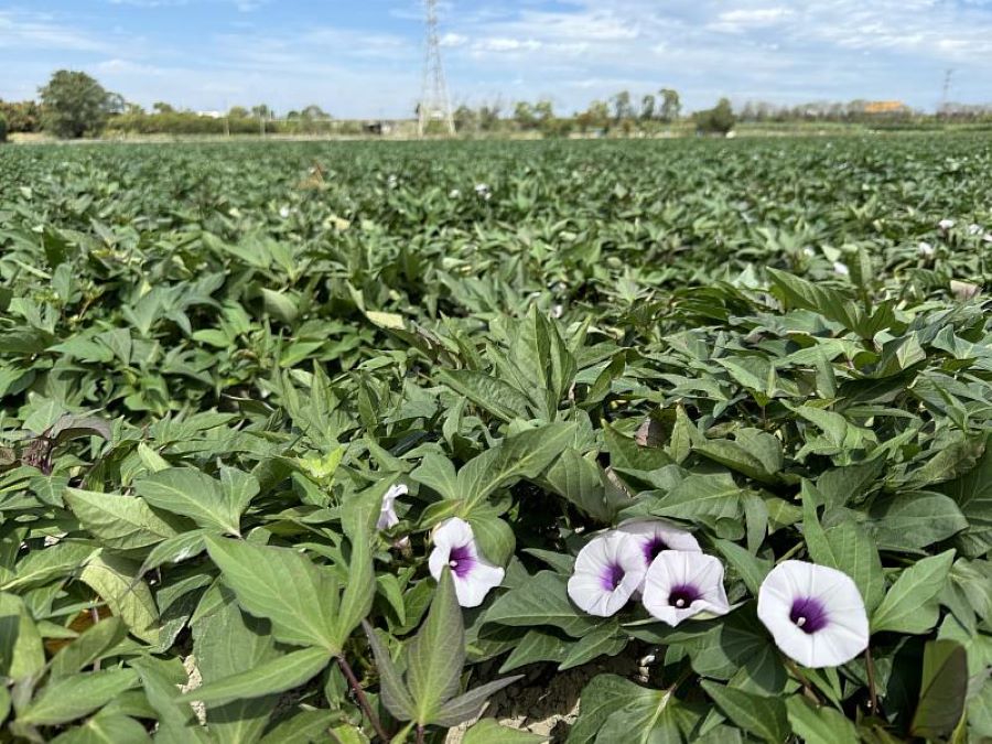 115年休耕轉作申報已經開始 籲請農友如期申報