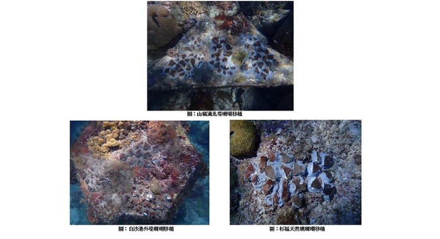 守護小琉球珊瑚礁生態 三大策略多管齊下