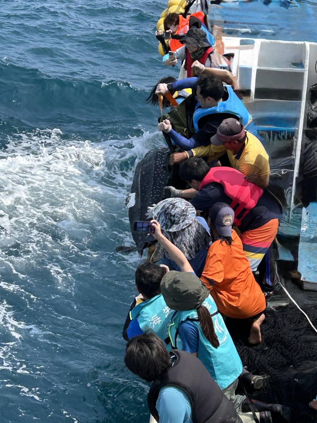 海保救援網首隻成功救傷之革龜 順利野放重返大海