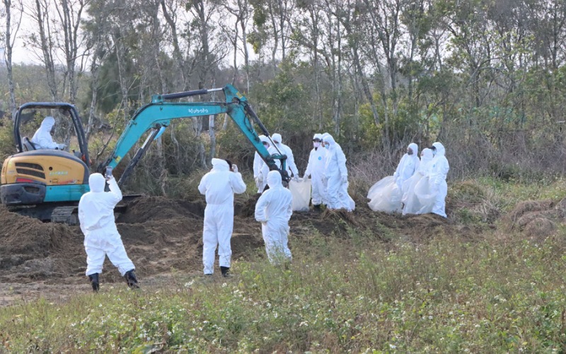 苗栗後龍外埔挖出千隻斃死雞 縣長鍾東錦震怒指示以刑案偵辦