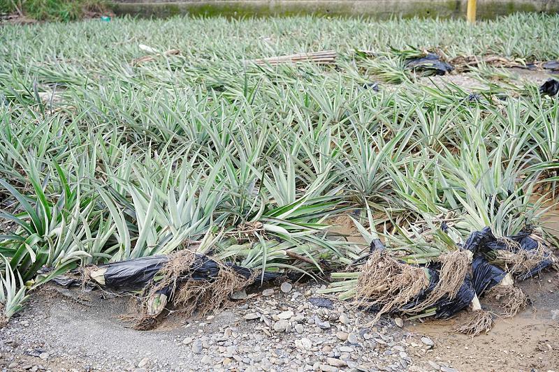 0728豪雨公告救助品項 請民眾通報公所彙整