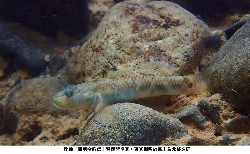 保育現曙光！　中山大學發現珍稀「蘭嶼吻鰕虎」現蹤菲律賓