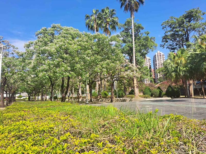 楝花紫雪輕飛揚 妝點春日城市風景