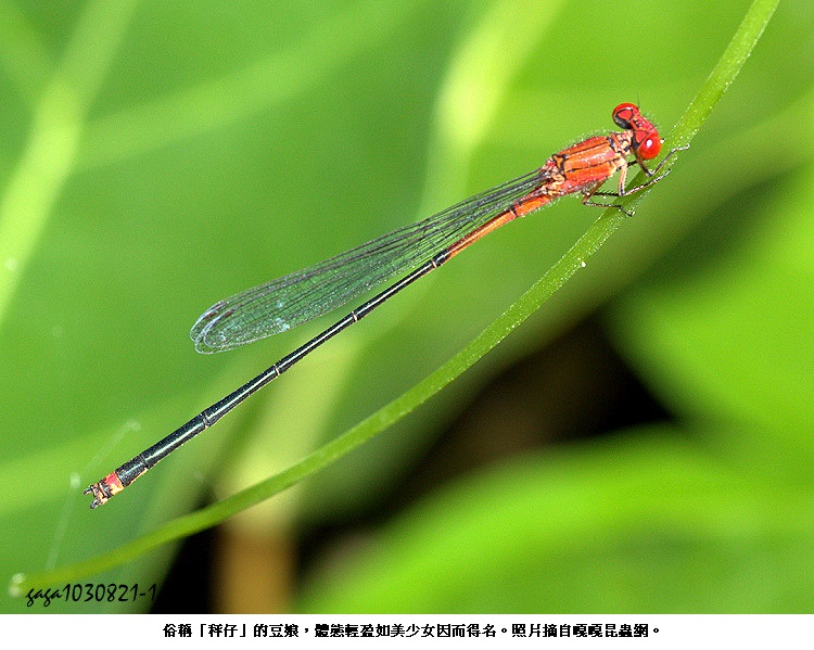 news photo