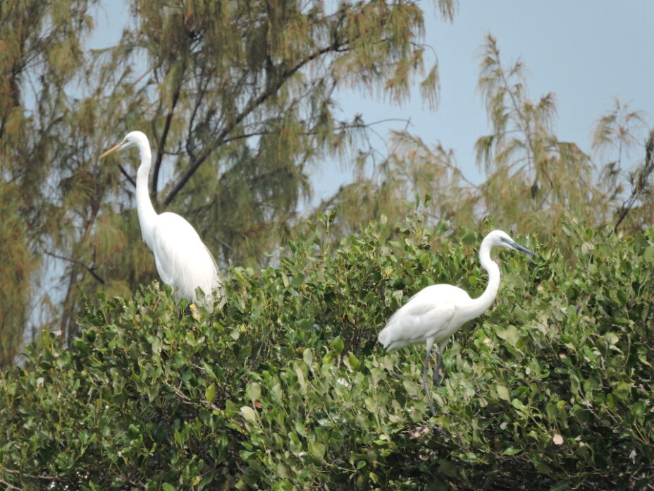 春天限定浪漫 看鷺科鳥類銜枝定情 共築援中港春日情歌
