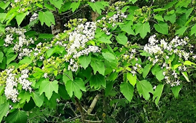 2026新竹桐花祭「浪漫桐聚」4/18登場          串聯五鄉鎮打造春日客庄盛典 