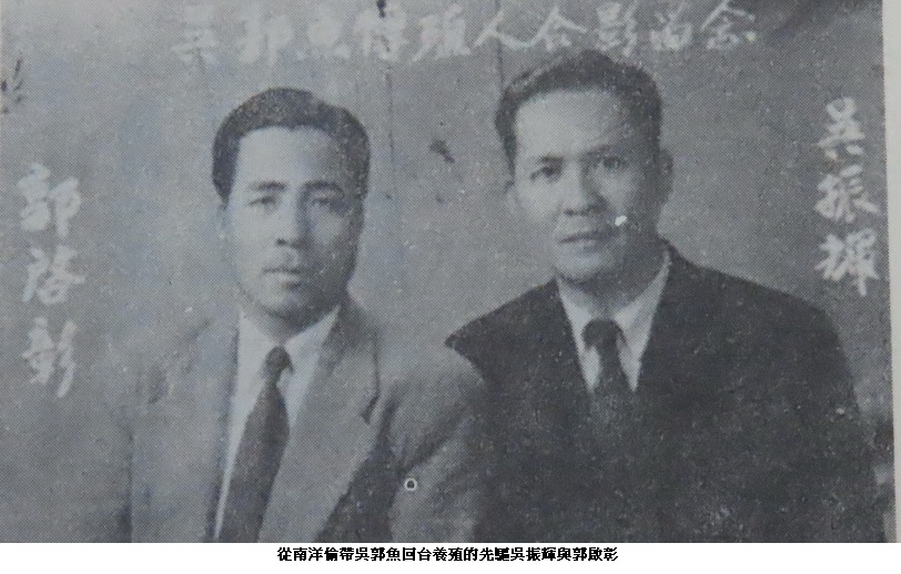 雜談吳郭魚與台灣鯛的身世之爭