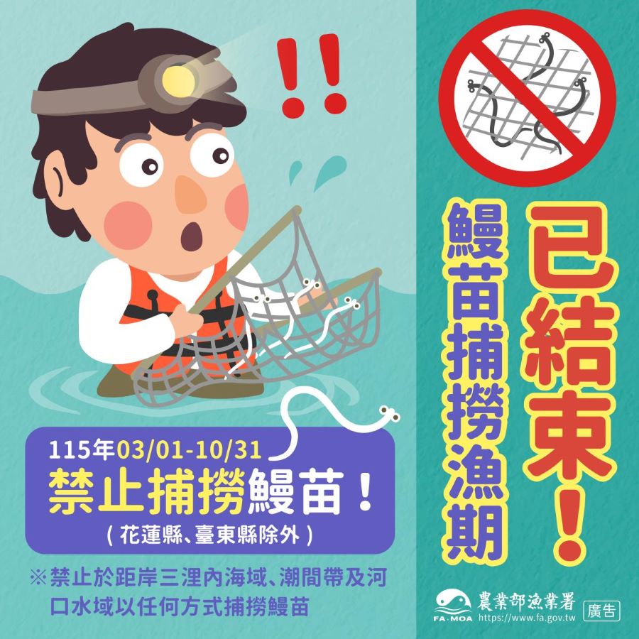 為鰻魚產業永續 自3月1日開始禁捕鰻苗