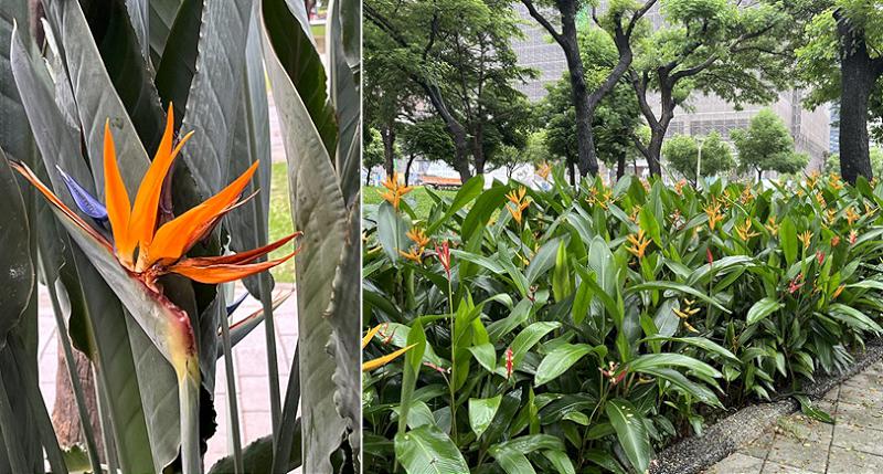 高雄市凹子底森林公園「鶴望蘭」（天堂鳥）花開迎人相映美