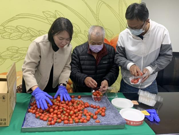 台南鹽水番茄產季展開