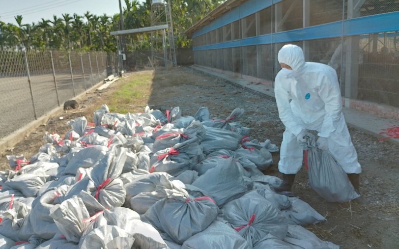 鹽埔土雞場感染禽流感   屏縣籲請業者落實禽場生物安全
