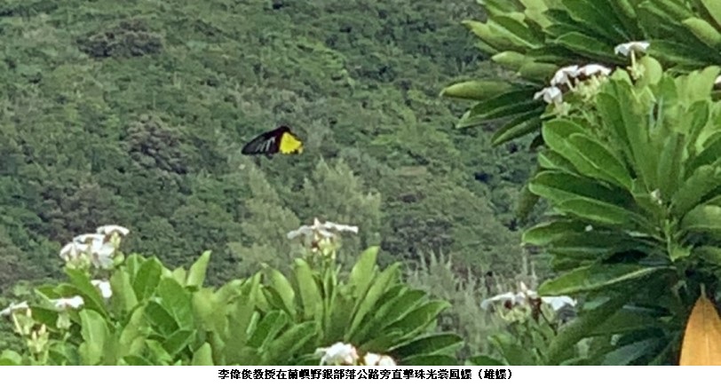 臺灣寶珠計畫 台東大學李偉俊教授蘭嶼珠光裳鳳蝶生態實察 成果豐碩