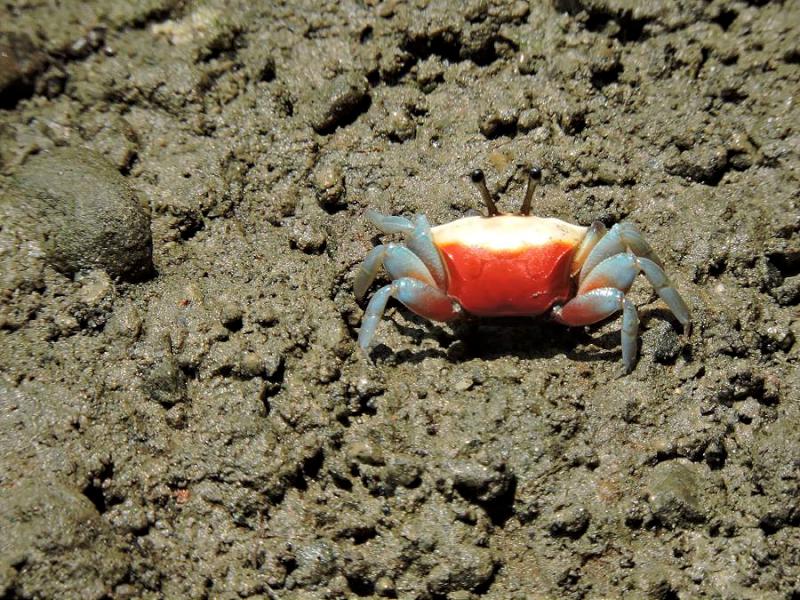 炎夏好去處　援中港濕地奏響招潮蟹樂章
