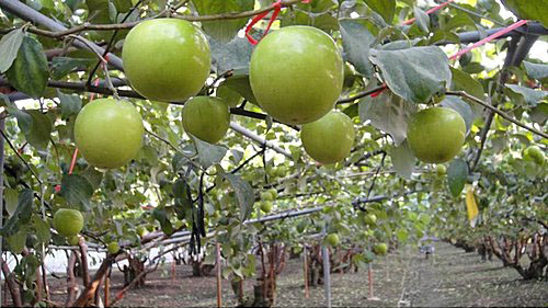 智能設施 農業生產有智慧