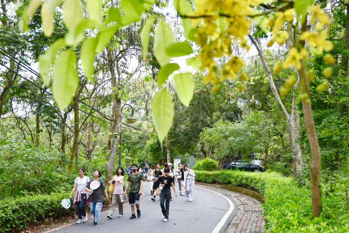 台南新化虎頭埤黃金花雨辦健走熱鬧登場
