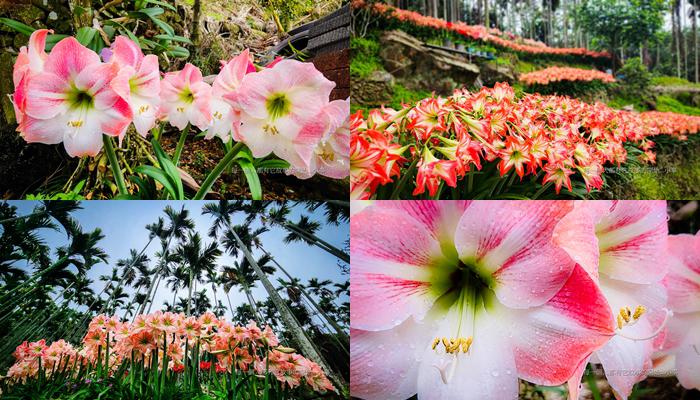 數大是美 孤挺花開爆整個小山坡 嘉義縣梅山鄉圳南村民遍植孤挺花成夢幻秘境