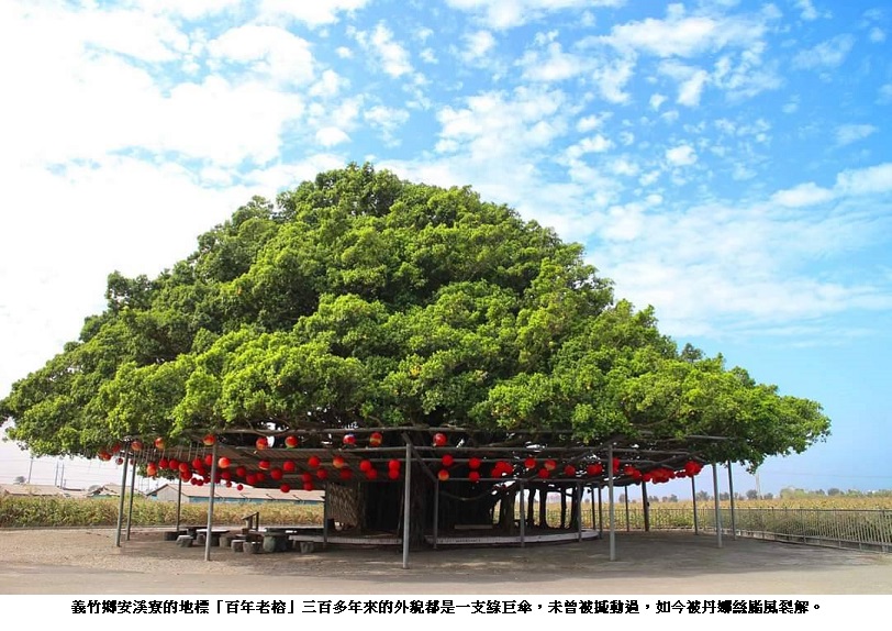 南台灣最美的綠巨傘「安溪寮百年老榕」被丹娜絲颱風裂解了