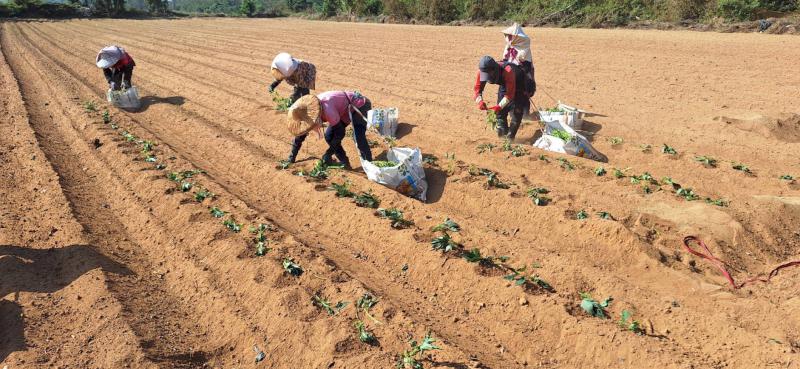 高溫炎熱   請農民慎防中暑