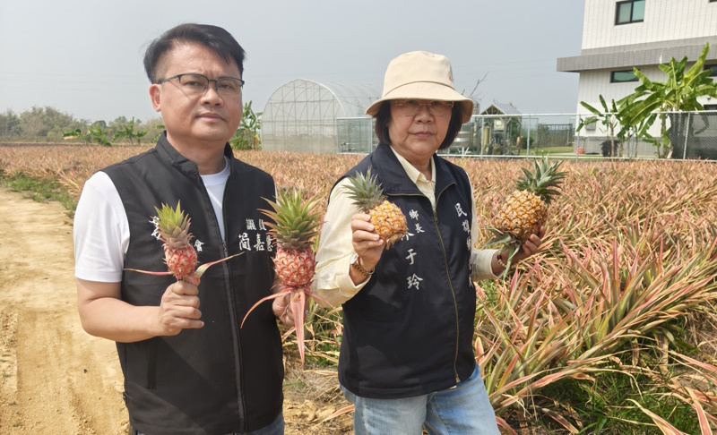 受乾旱影響生長不良 嘉義民雄鄉鄉長林于玲至鳳梨田關心農民