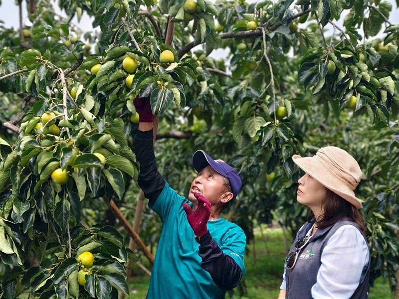 嘉義縣番路鄉農會保價收購啟動柿餅季 風災減產不減心