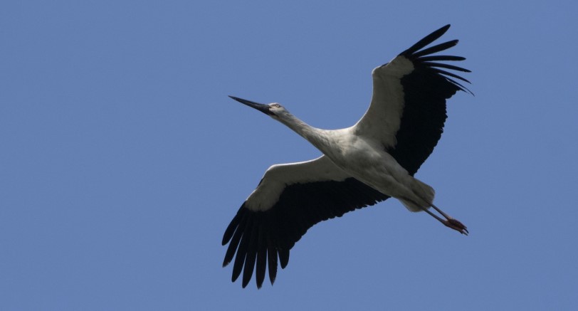 陳宜民觀點：東方白鸛與柏拉圖洞窟