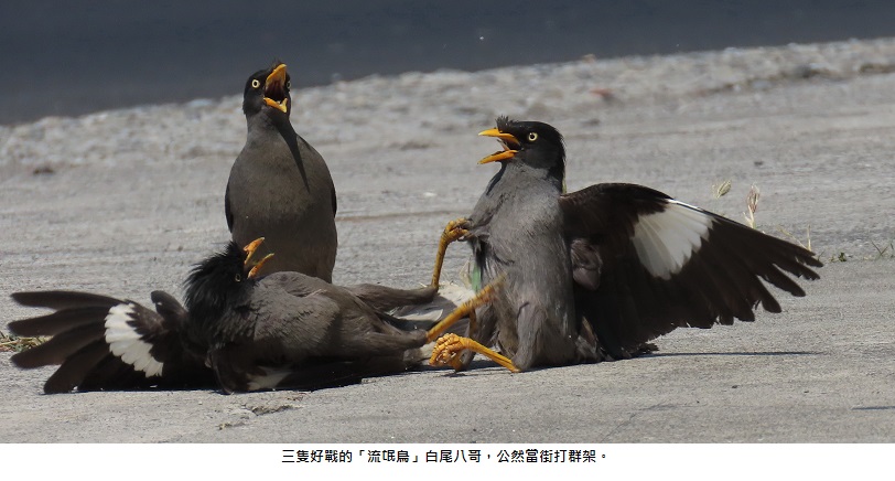 八哥當街打群架   該當何罪？