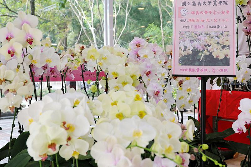 「嘉義大學學生安心就學獎助學金」募款助經濟不利學生成長圓夢 捐百元嘉大送您蝴蝶蘭