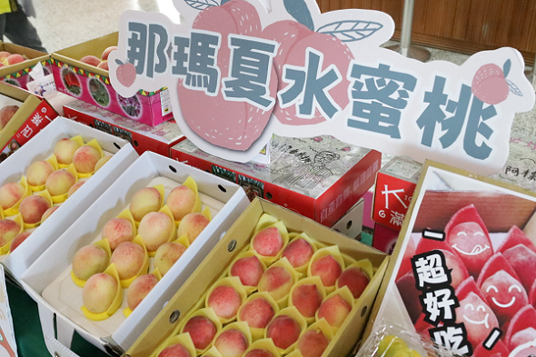 那瑪夏水蜜桃進軍高雄市議會　香甜魅力席捲政壇 限量搶購熱潮再現