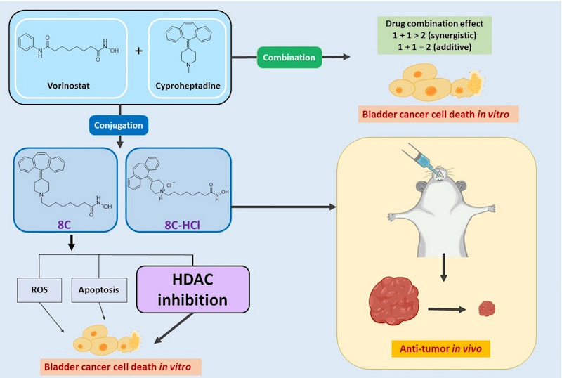 治療膀胱癌的明日之星 嘉大劉怡文教授團隊研發新型組蛋白去乙醯酶抑制劑8C