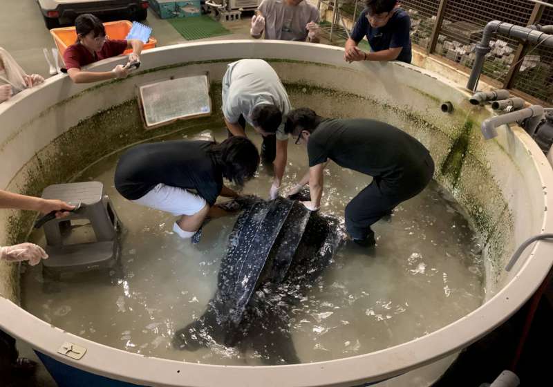  拖網漁船捕獲少年革龜 海保救援網跨單位馳援治療復元評估野放大海