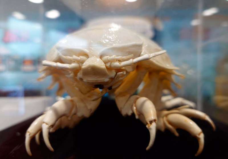 國研院海洋中心前進國資圖特展 邀發掘大王具足蟲生活軌跡