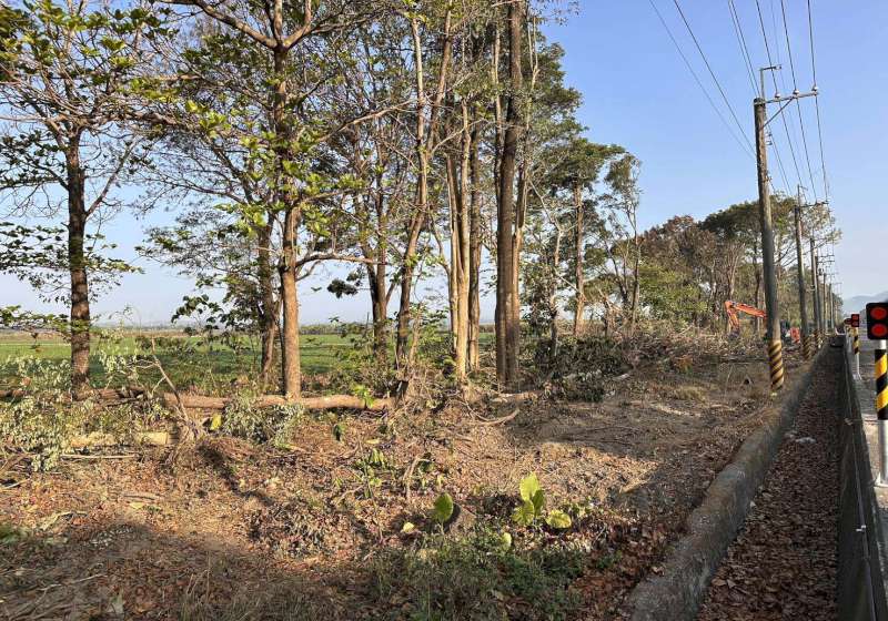 高市旗山區手巾寮台3線大片林木遭連根拔起 環團籲施工單位重新檢討作業