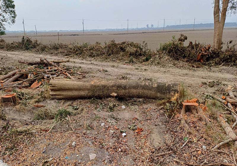 高市旗山區手巾寮沿線林木大片光禿 衝擊農業生態引地方撻伐