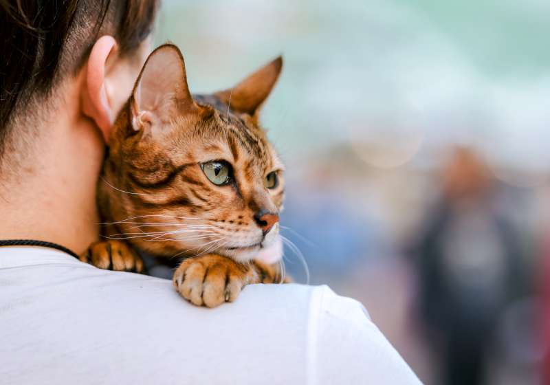 高市農業局神農市集聚焦喵皇植民計畫 寵物主題專區消費滿額贈好禮 