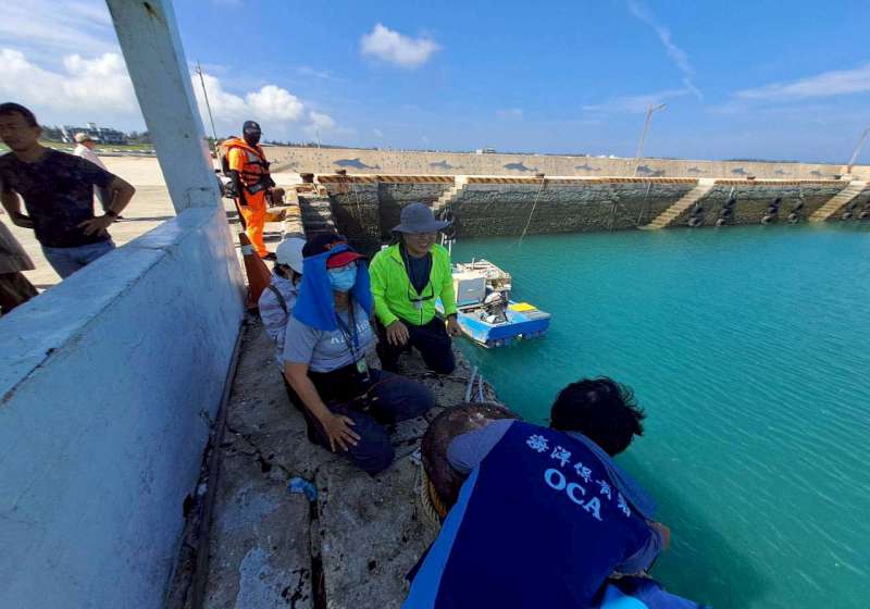 3隻熱帶斑海豚現蹤澎湖縣沙港溪漁港滿潮重返大海 海保署感謝相關單位協助配合