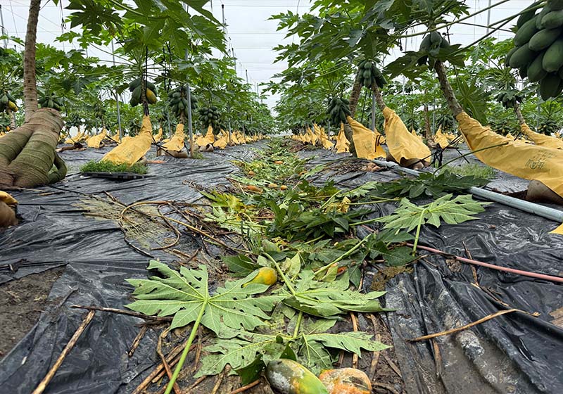 豪雨致高市農畜牧業財損逾5000萬元 農業部公告現金救助7月10日申請截止