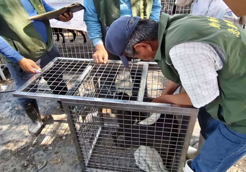 高市美濃區私人狗園疑超收不當對待犬隻 農業局動保處限期改善植入晶片後續追蹤