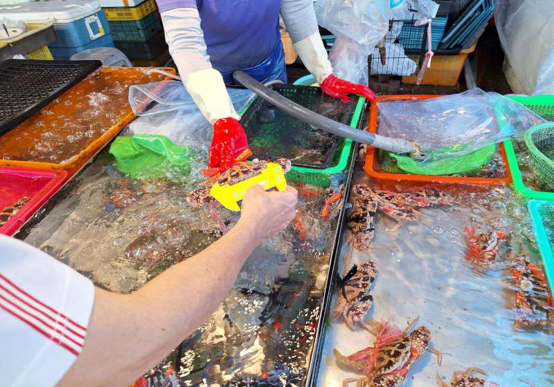 響應政策高市海洋局鼓勵不捕撈、販售、購買特定秋蟹蟳維護海洋資源永續