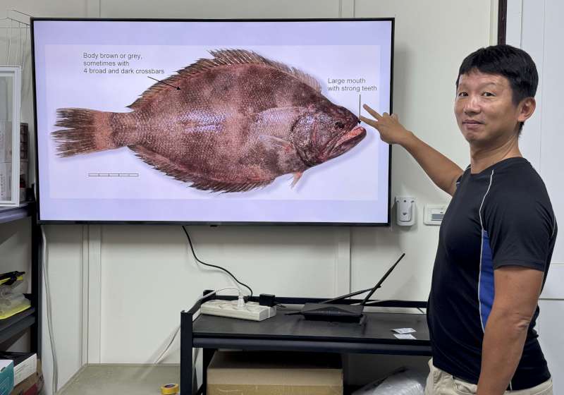 中山大學海事所副教授林裕䕒分析大口鰜眼無關存活 雌魚體型較大榮登國際期刊