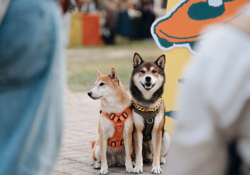 高市農業局動保處2026好伴驚奇狗嗷運會  4月11、12日相約岡山河堤公園