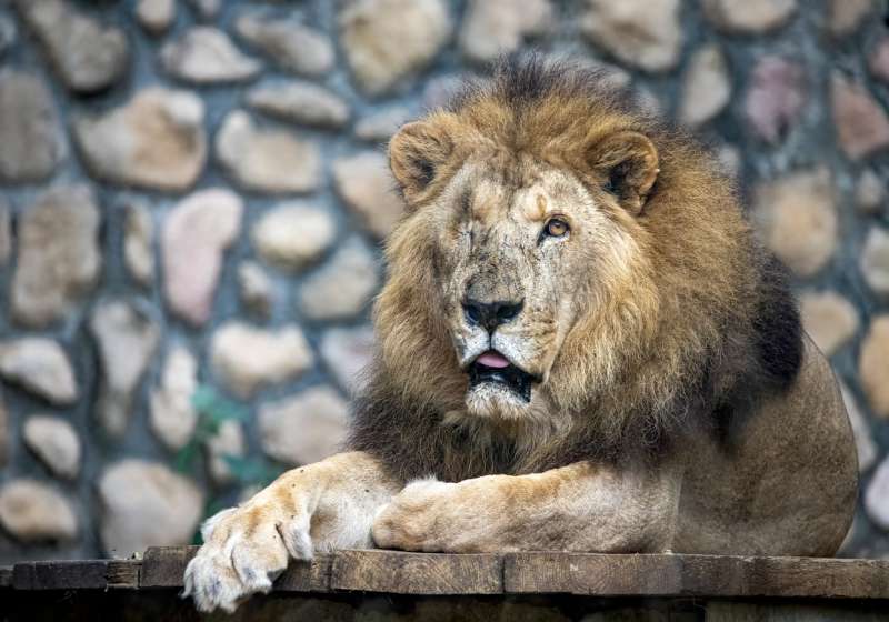 壽山動物園非洲獅「二哥」辭世 享壽23歲見證保育歷程