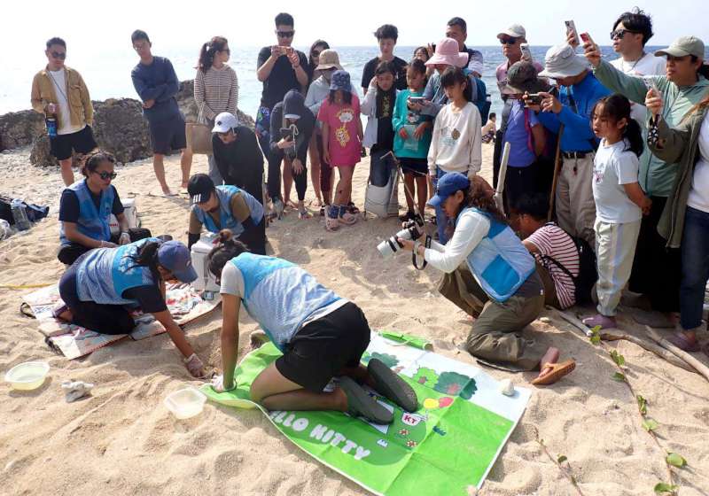納編母龜現蹤蛤板灣屏縣琉球鄉產卵 83天孵化70隻幼龜游回大海
