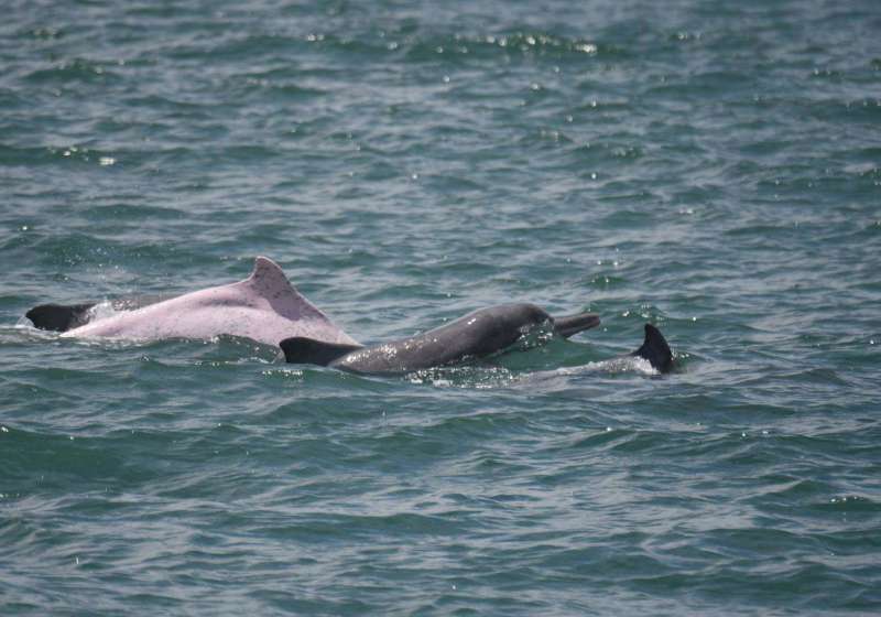海保署114年目擊中華白海豚現蹤西海岸17次 4隻可辨識登錄名冊
